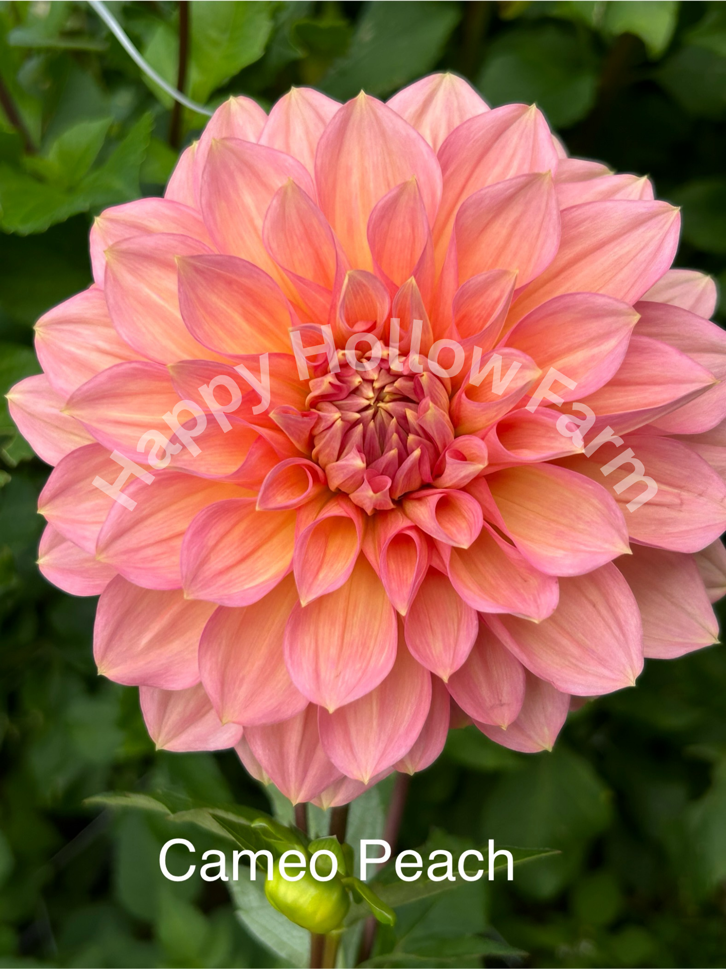 Cameo Peach