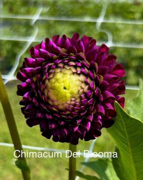 Chimacum Del Blomma