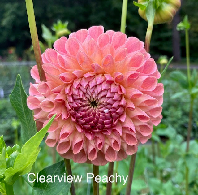 Clearview Peachy