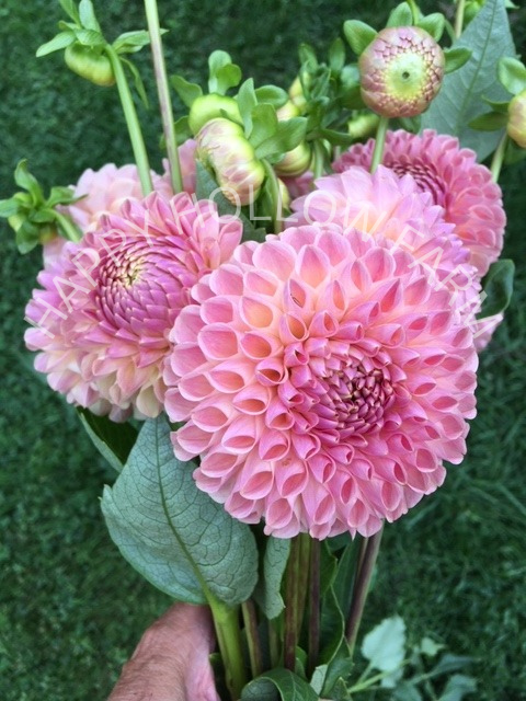 Clearview Peachy