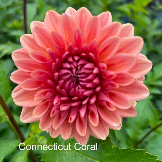 Connecticut Coral