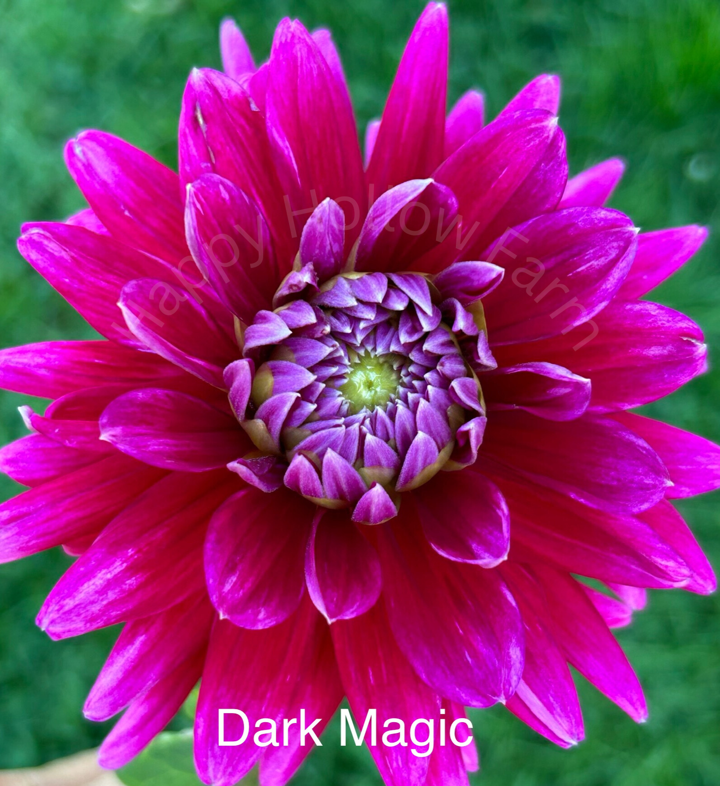 Dark Magic