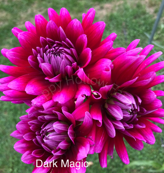 Dark Magic