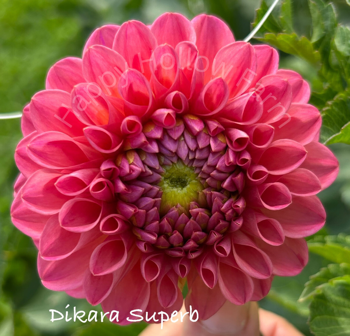 Dikara Superb