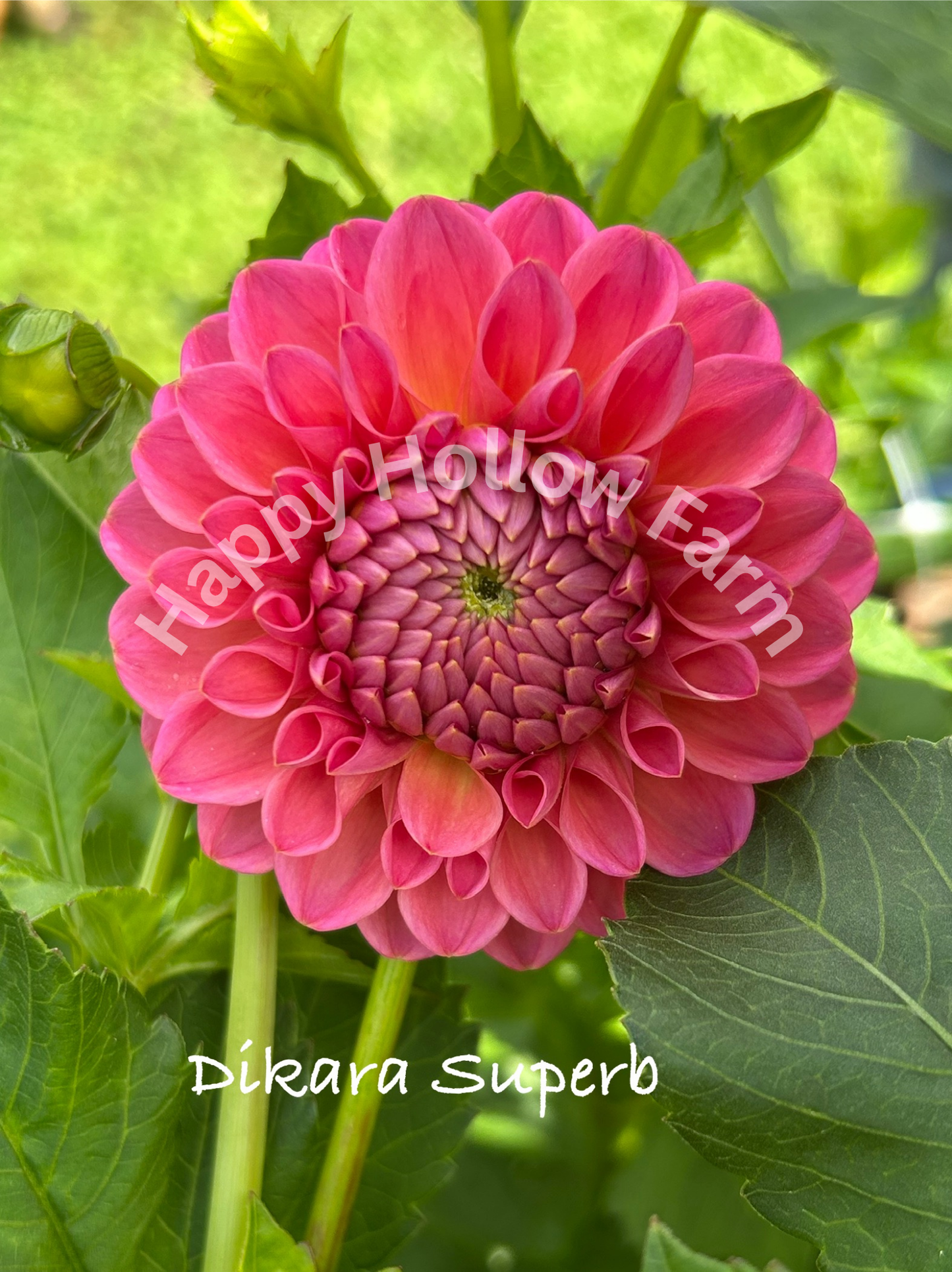 Dikara Superb
