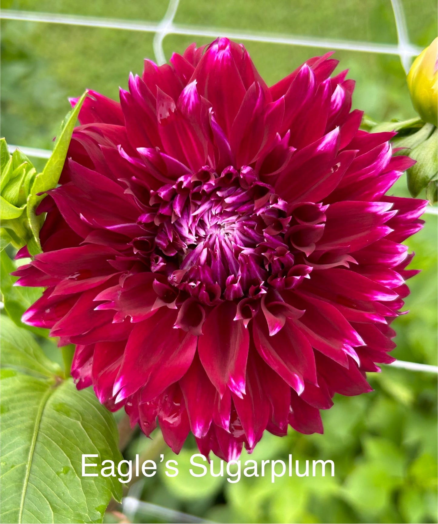 Eagle's Sugar Plum