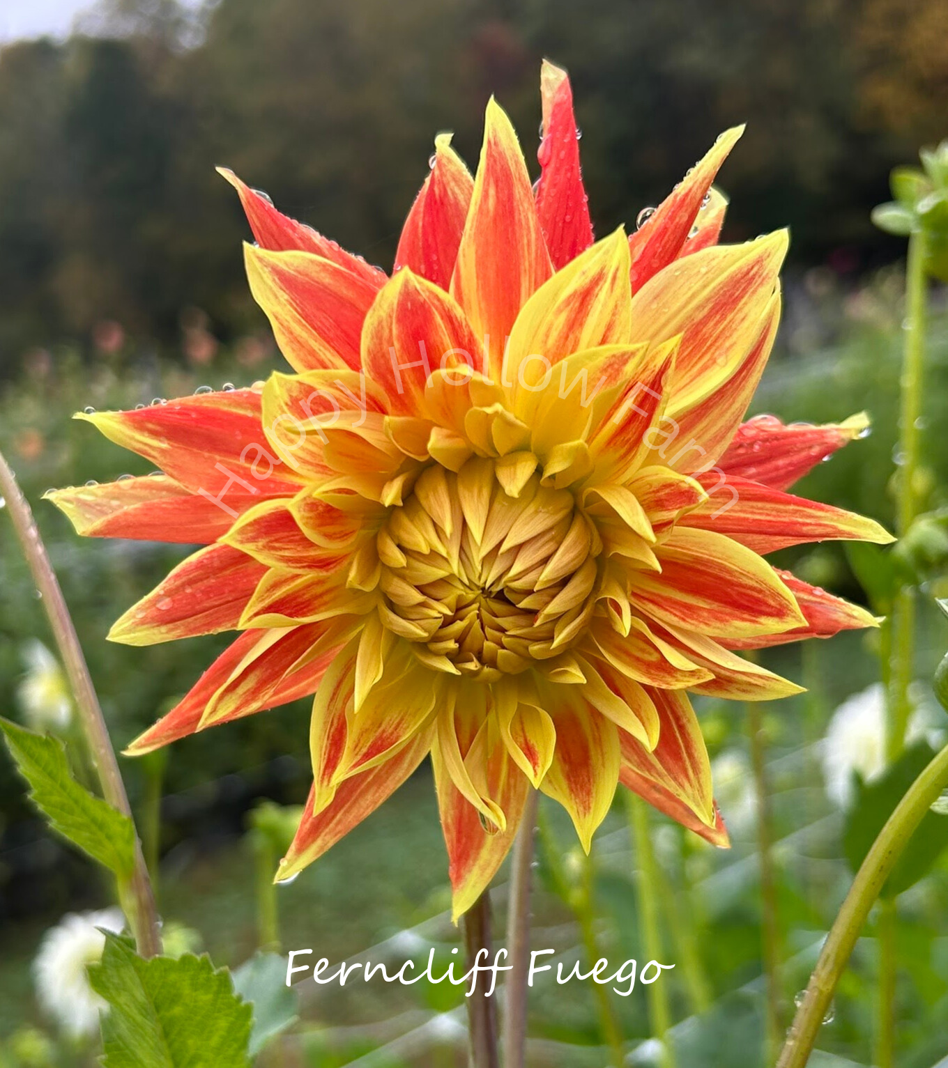 Ferncliff Fuego