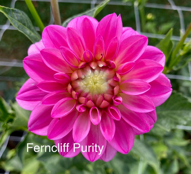 Ferncliff Purity