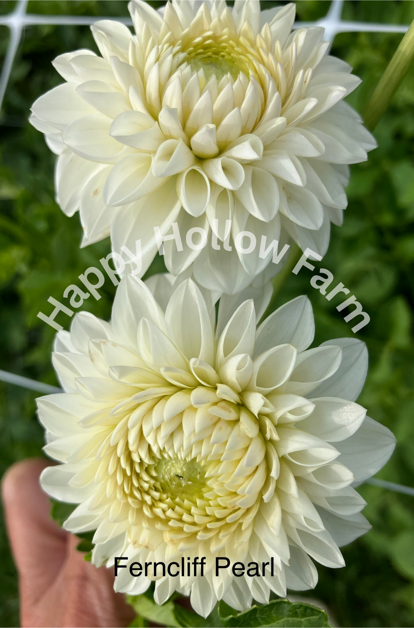 Ferncliff Pearl