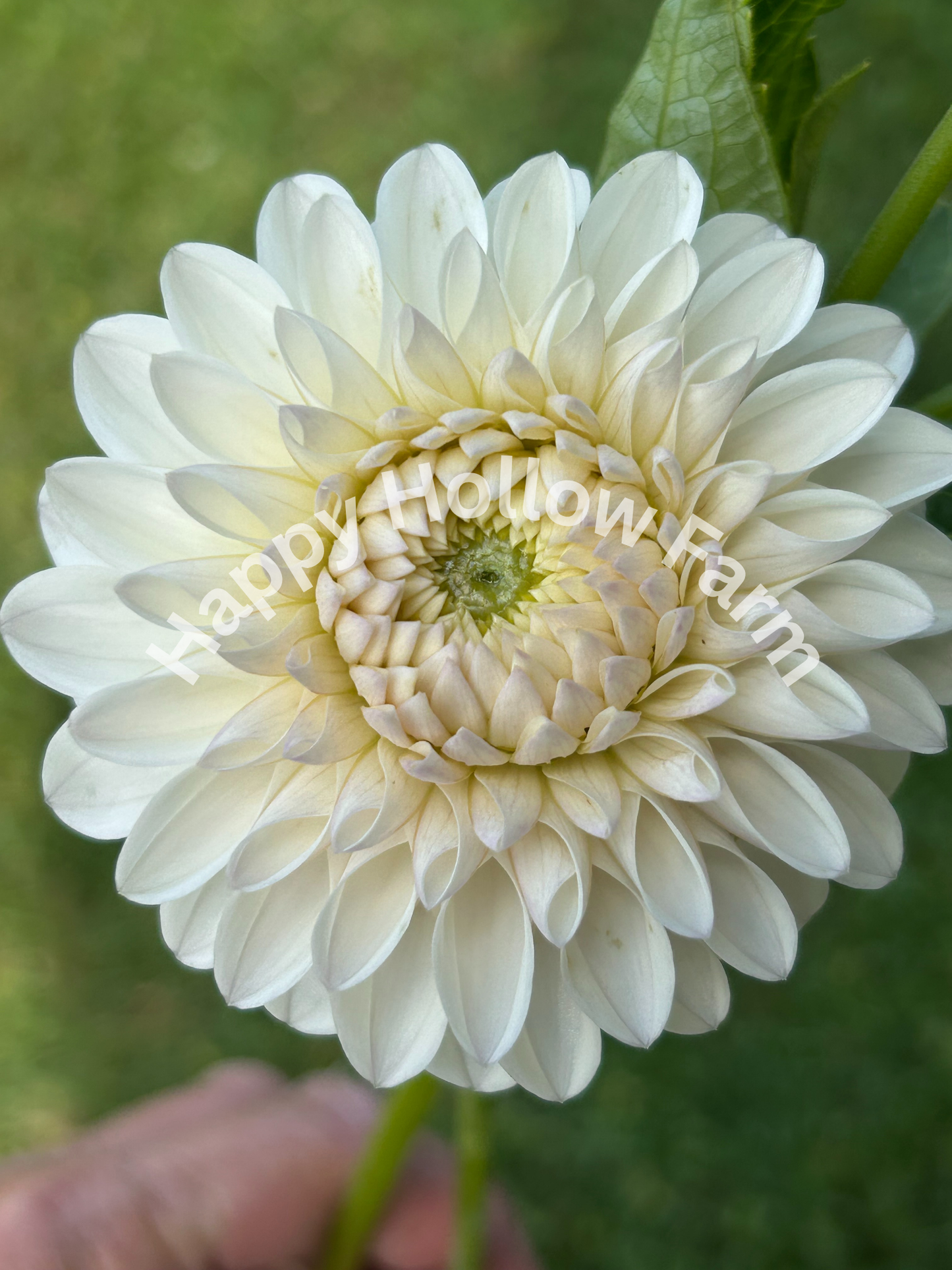 Ferncliff Pearl