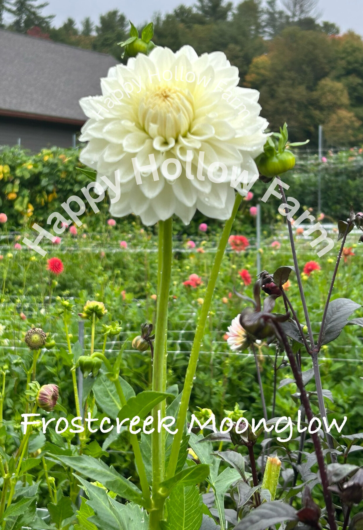 Frostcreek Moonglow