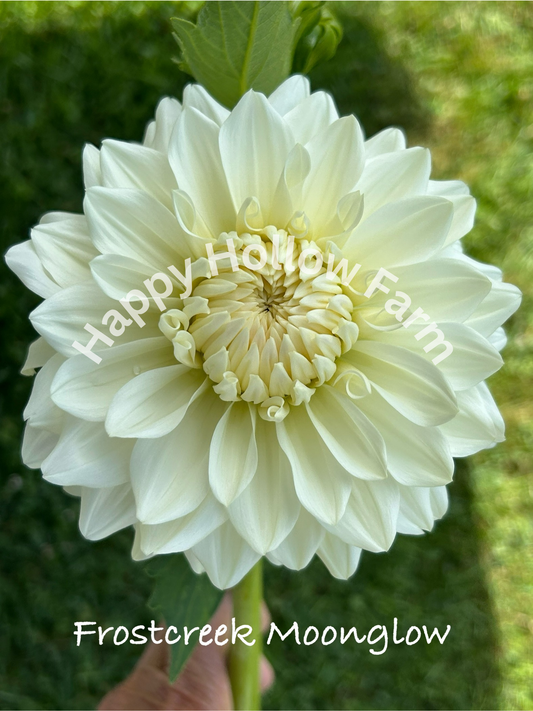 Frostcreek Moonglow