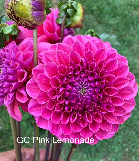 GC Pink Lemonade