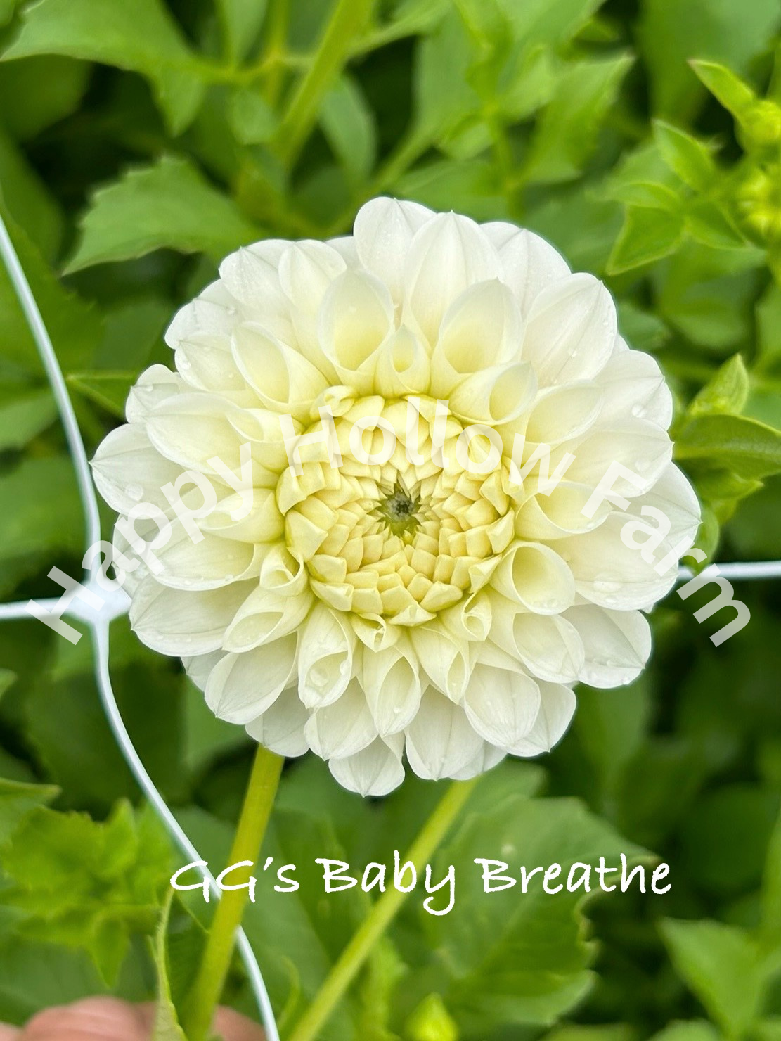 GG's Baby Breath