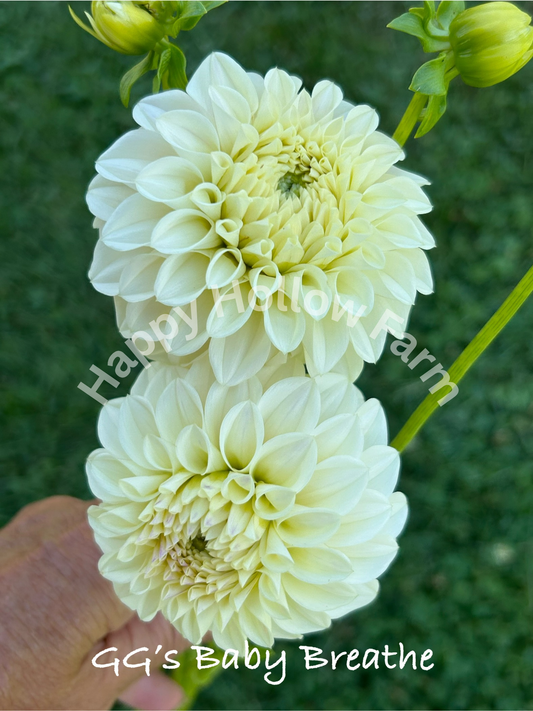GG's Baby Breath