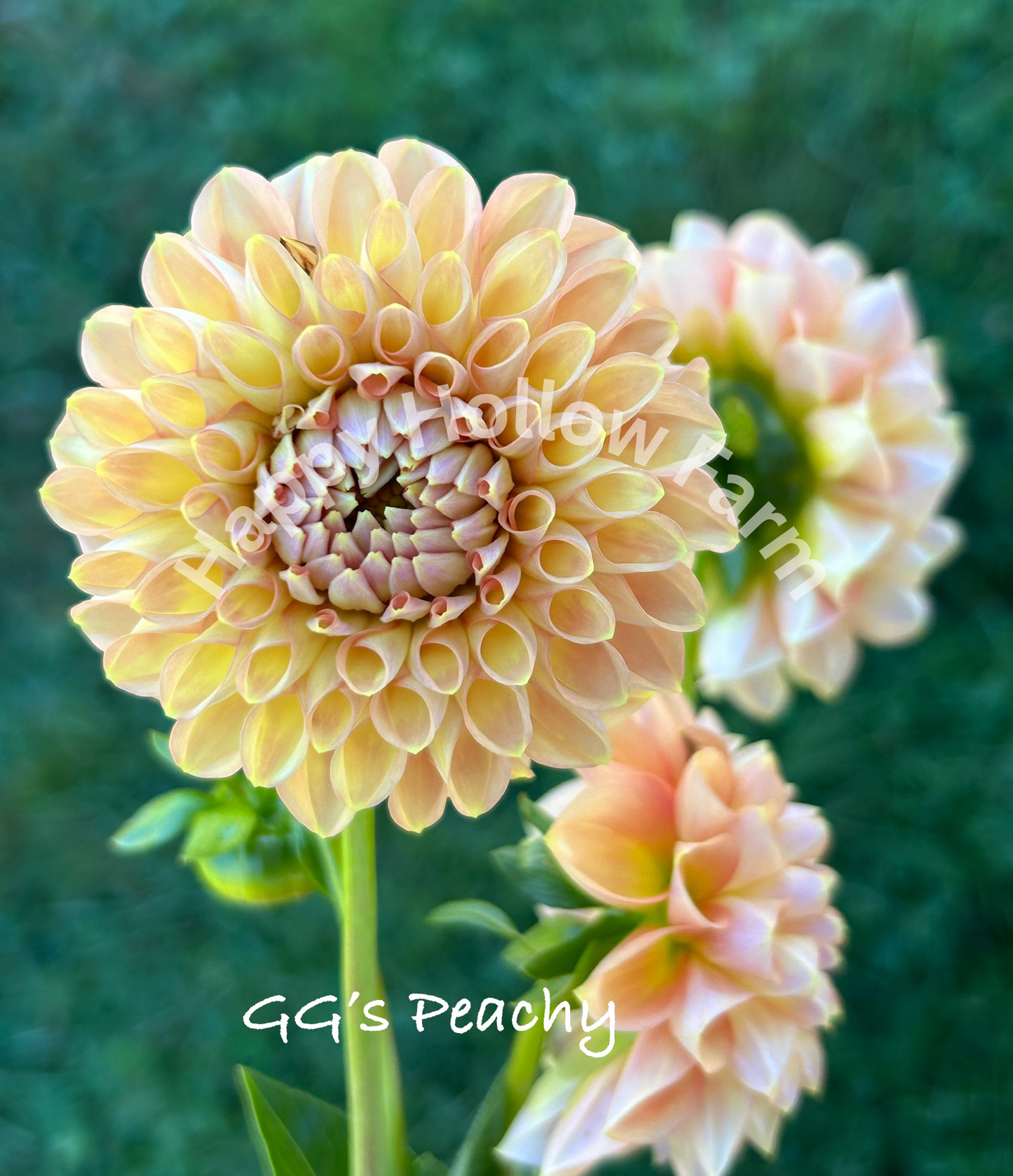 GG's Peachy