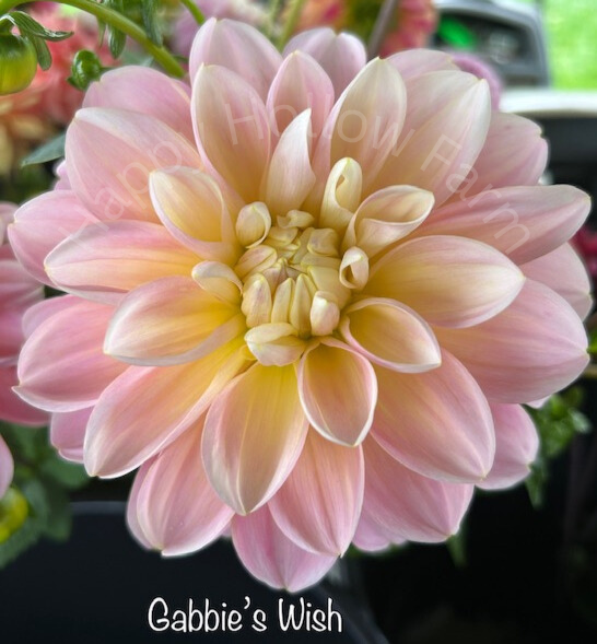 Gabbie's Wish Dahlia Tuber – Happy Hollow Farm Gabbie's Wish Dahlia Tuber – Happy Hollow Farm