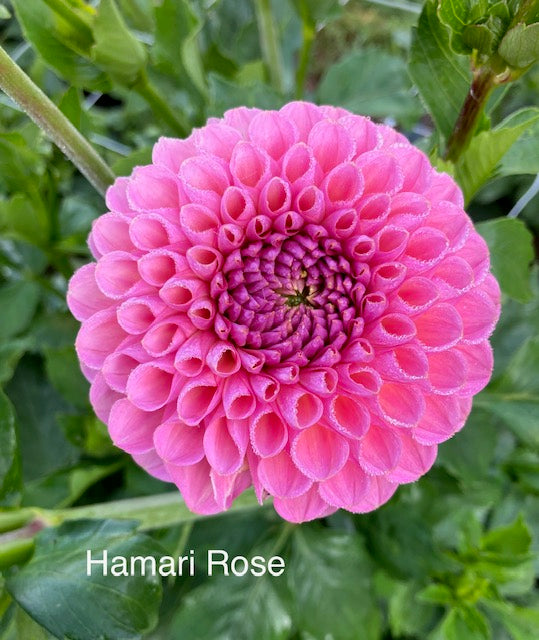 Hamari Rose