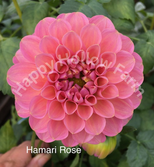 Hamari Rose