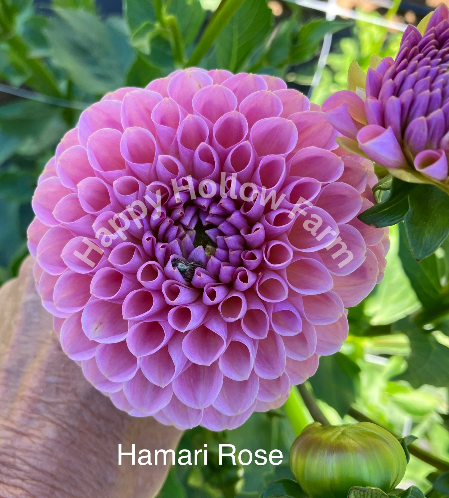 Hamari Rose