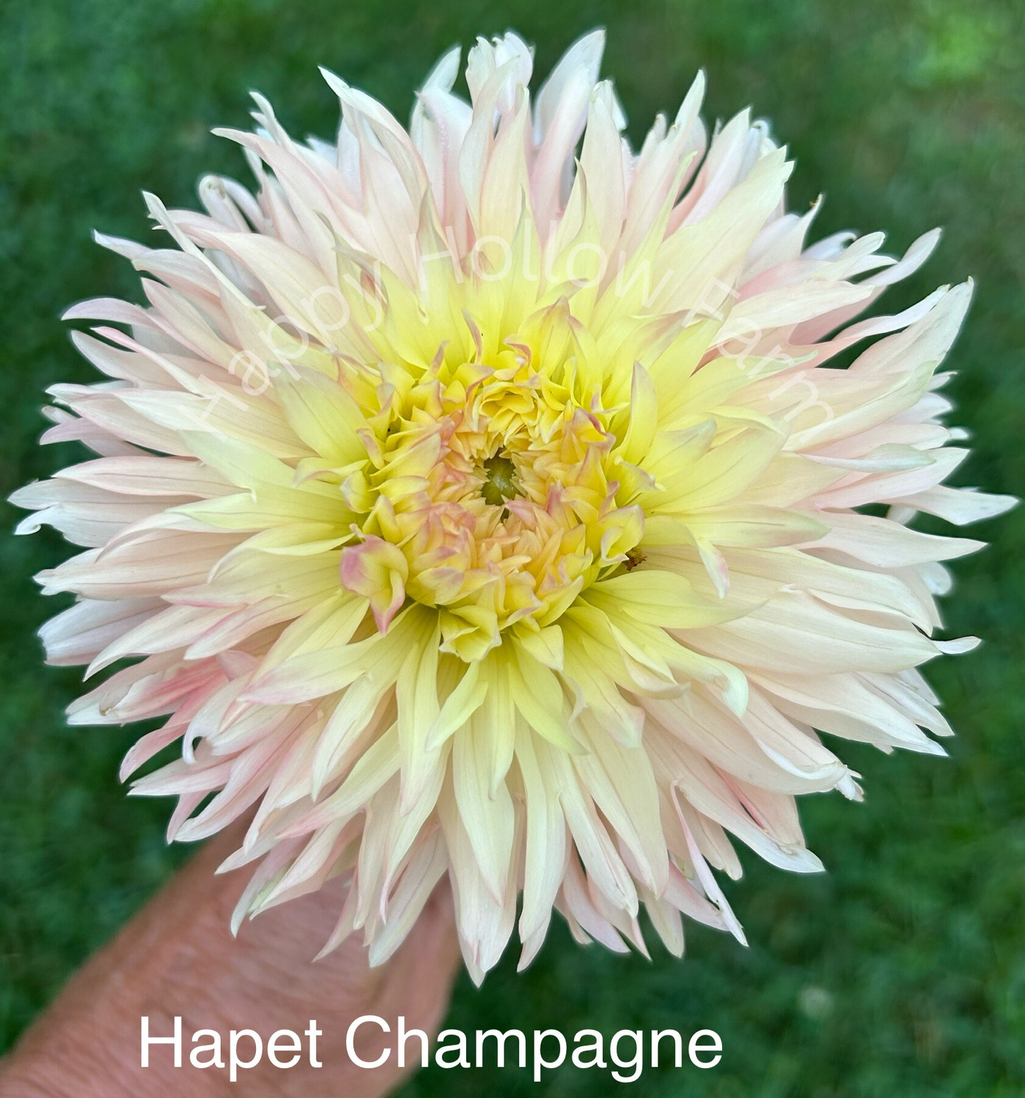 Hapet Champagne
