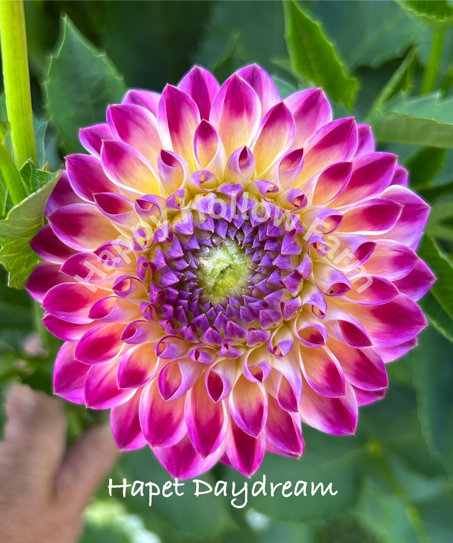 Hapet Daydream