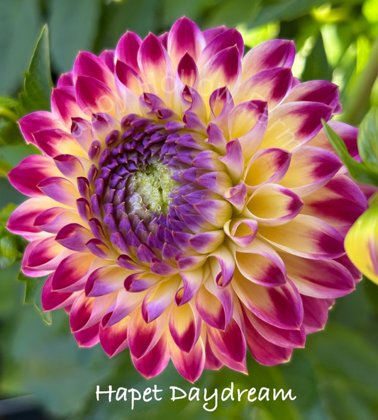 Hapet Daydream