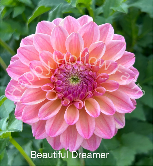 Beautiful Dreamer