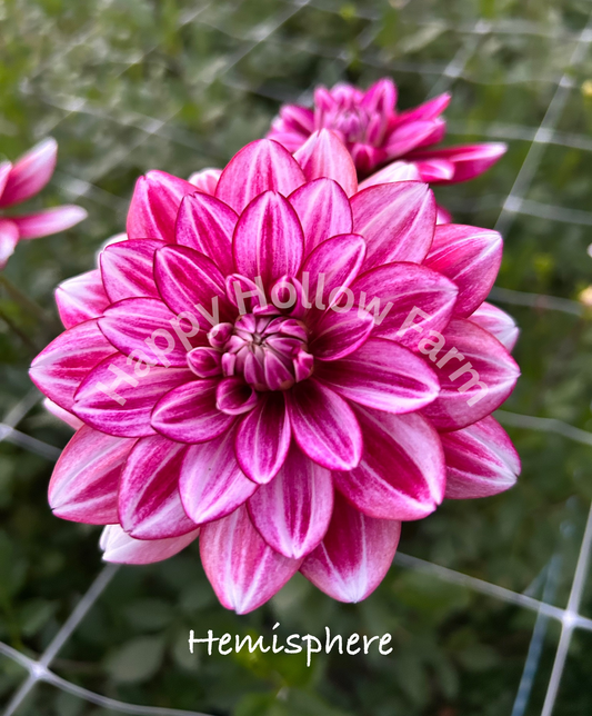 Hemisphere