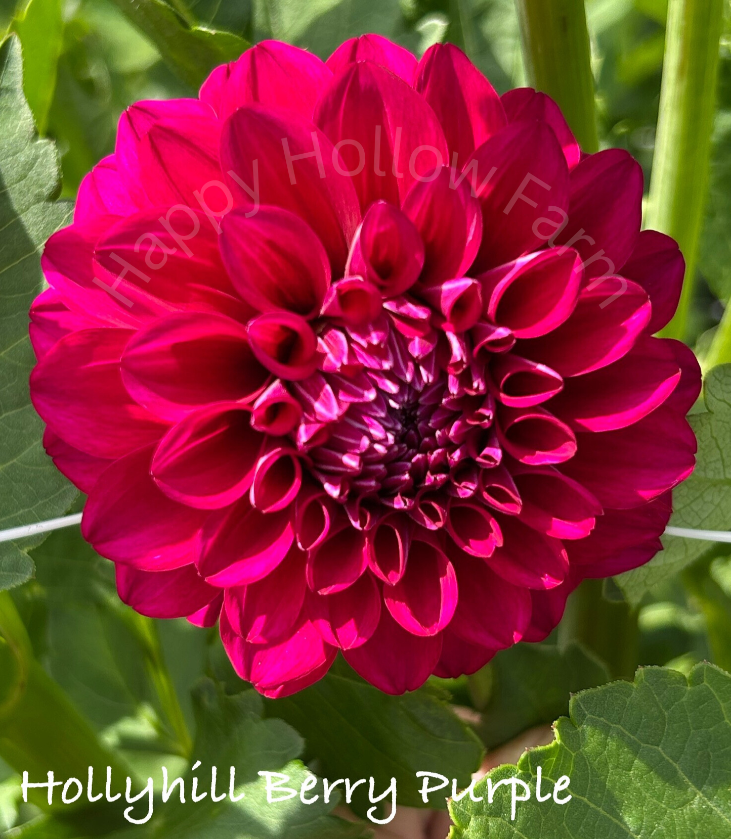 Hollyhill Berry Purple