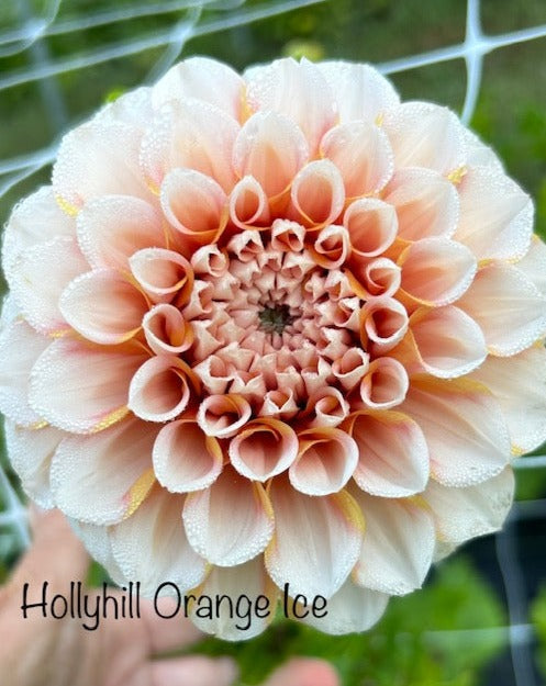 Hollyhill Orange Ice