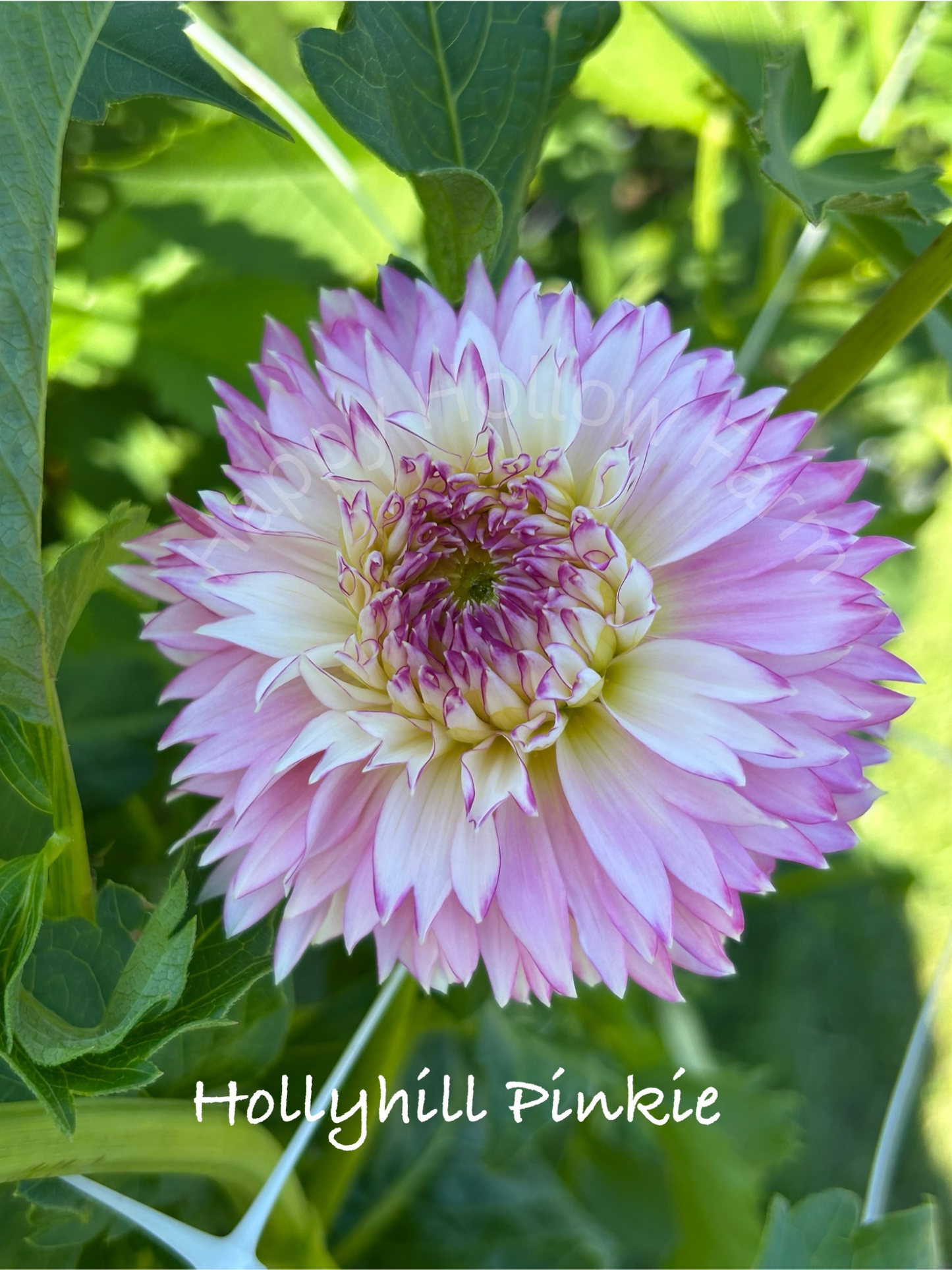 Hollyhill Pinkie