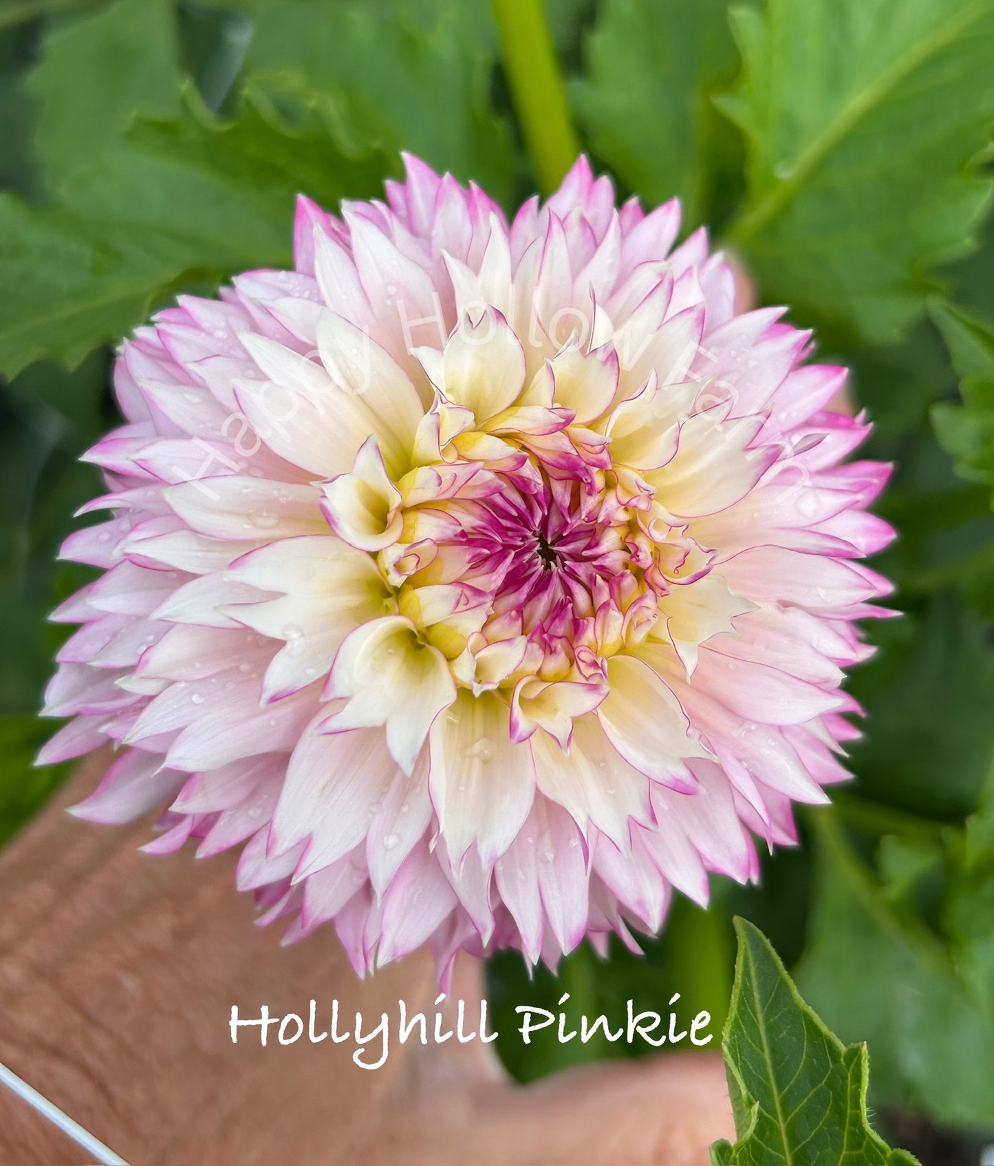 Hollyhill Pinkie