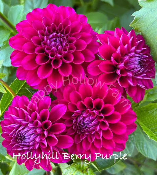 Hollyhill Berry Purple