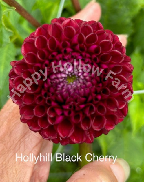 Hollyhill Black Cherry