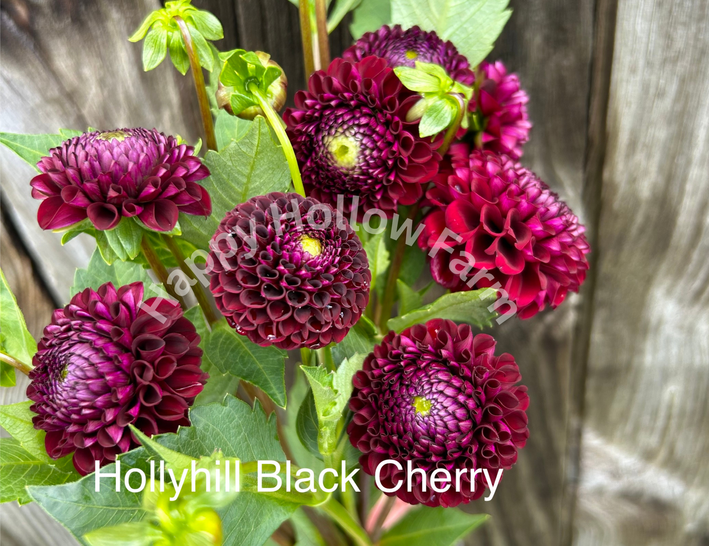 Hollyhill Black Cherry
