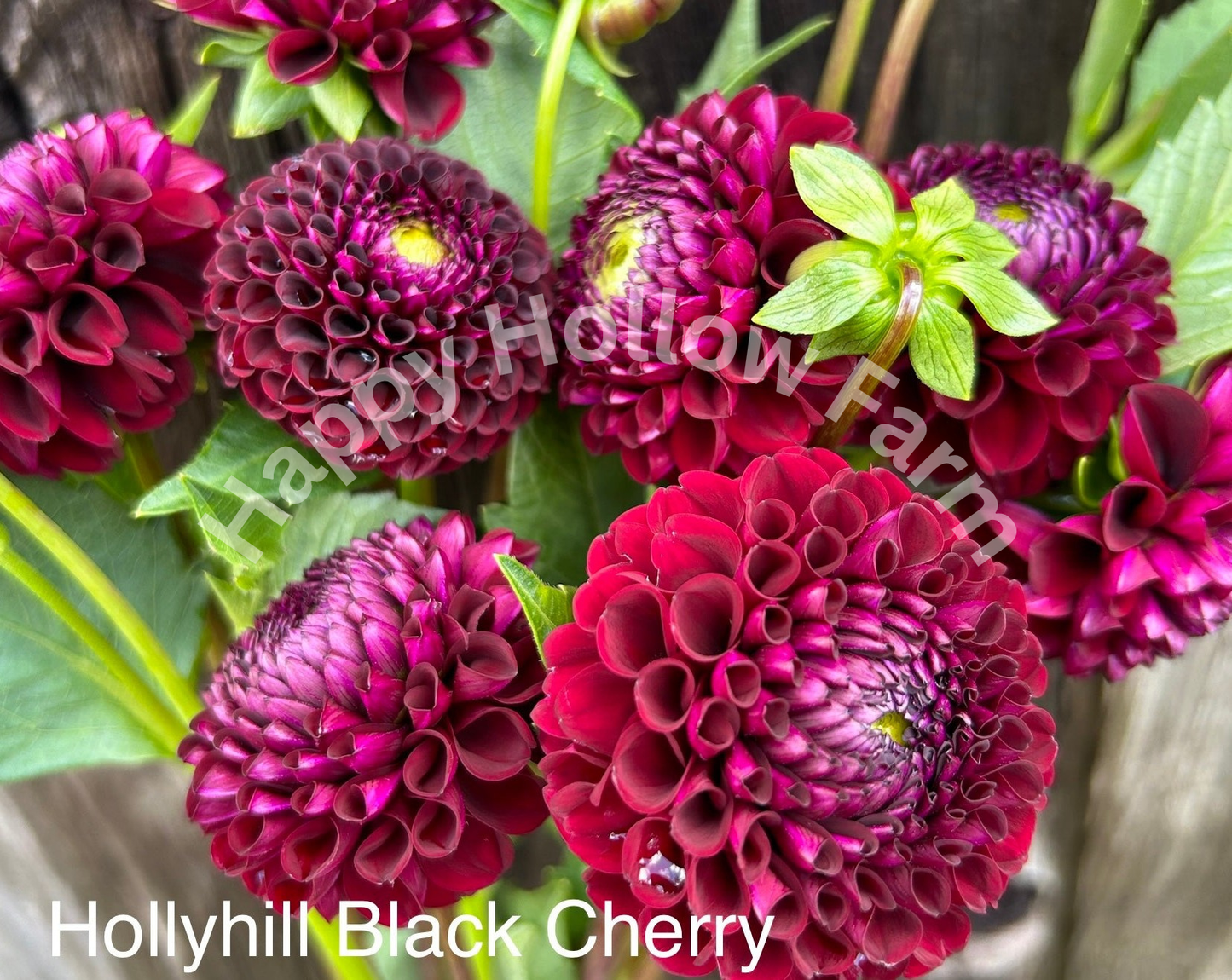Hollyhill Black Cherry