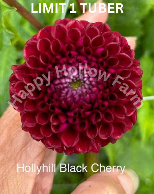 Hollyhill Black Cherry
