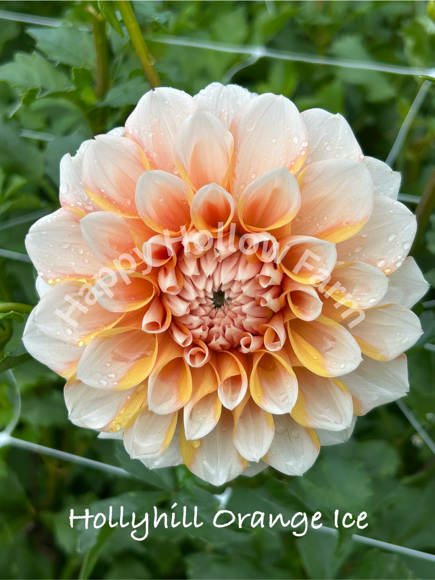 Hollyhill Orange Ice