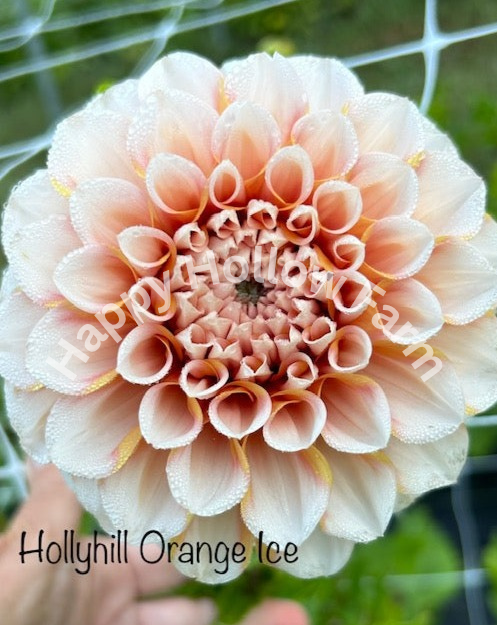 Hollyhill Orange Ice