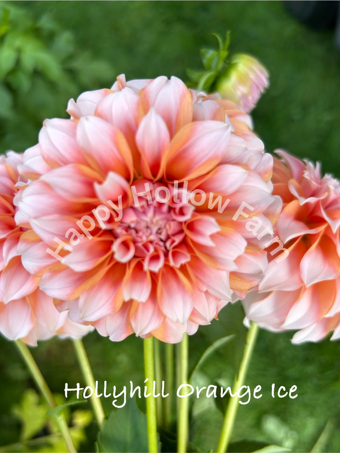 Hollyhill Orange Ice