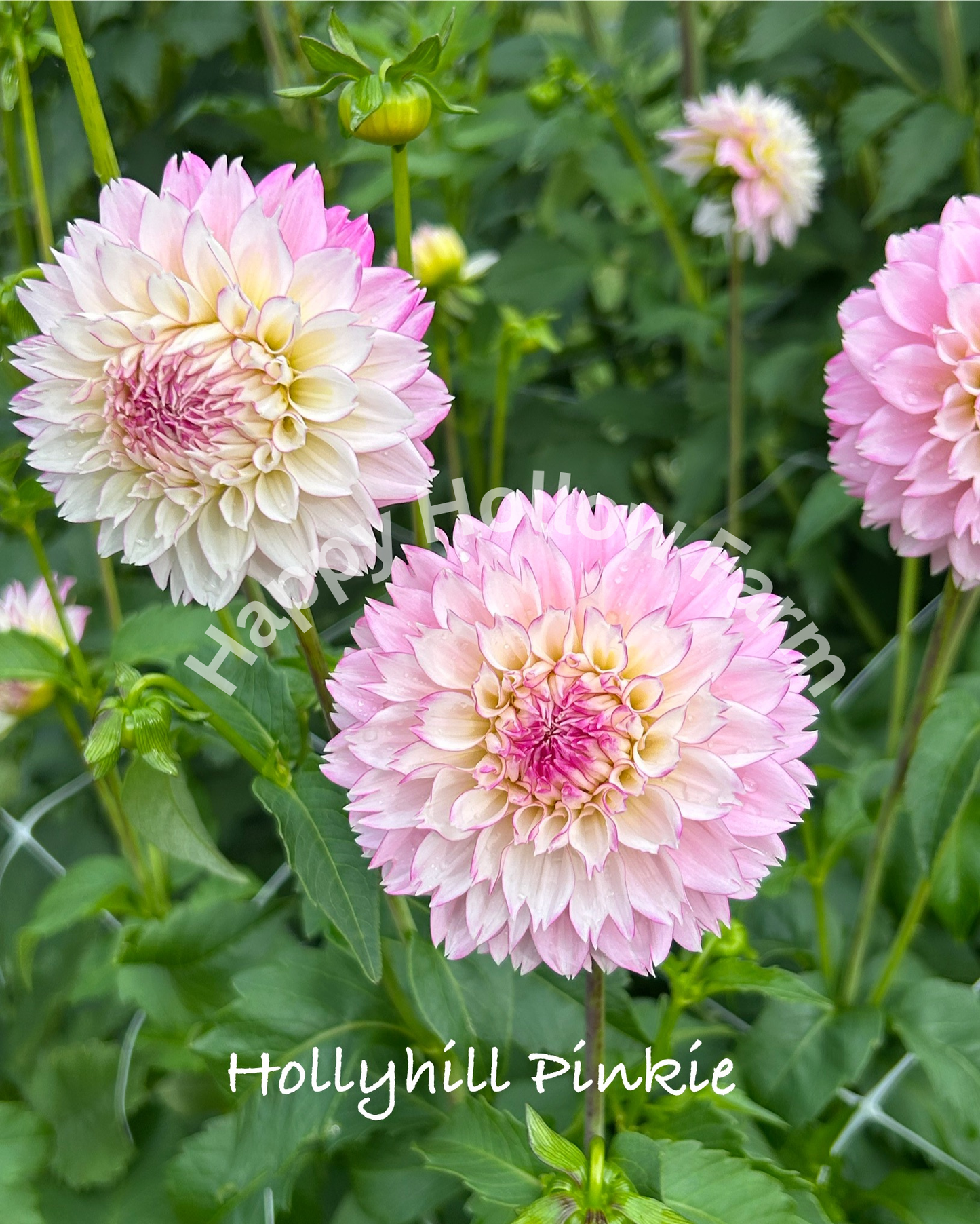 Hollyhill Pinkie