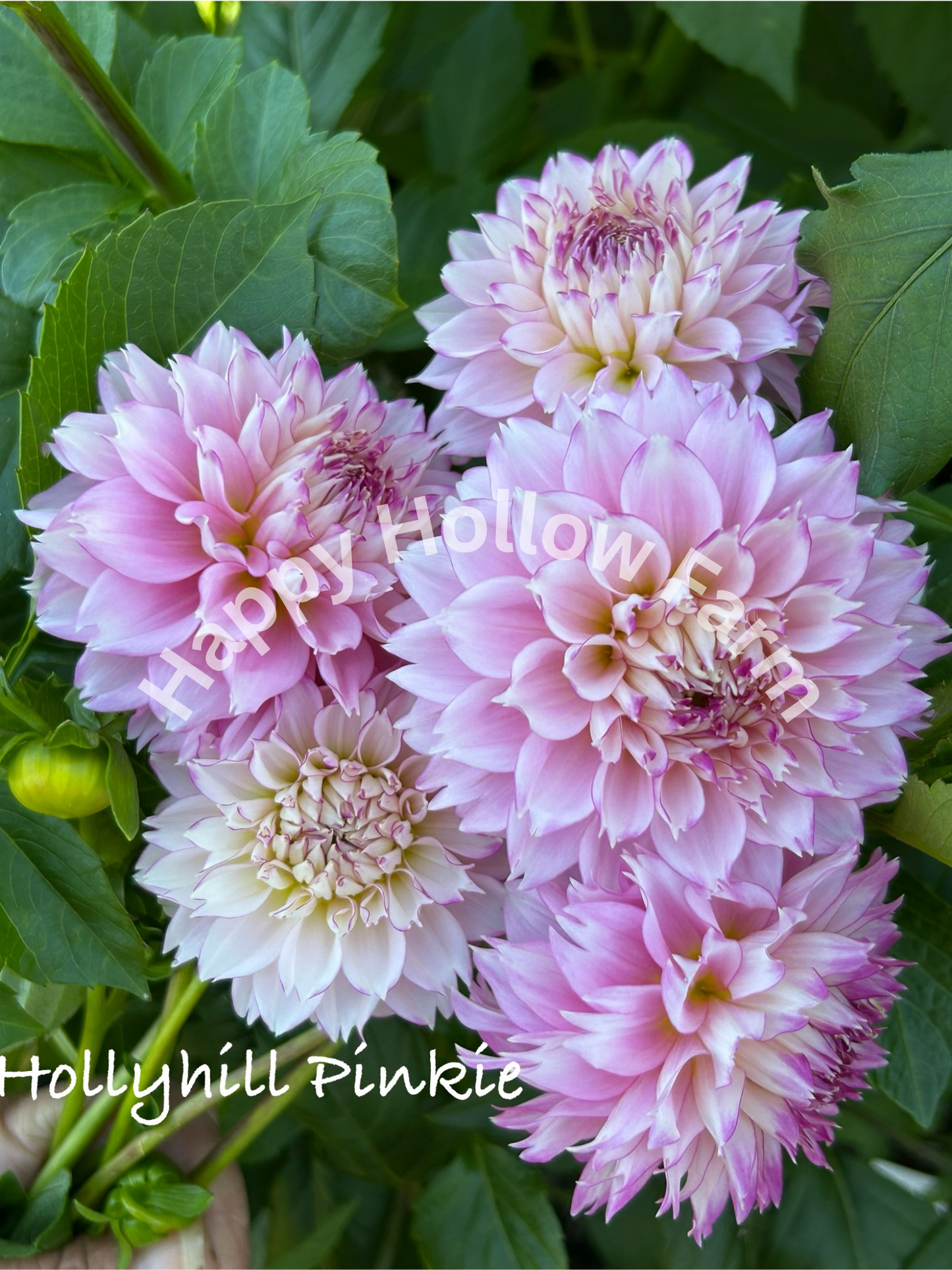 Hollyhill Pinkie