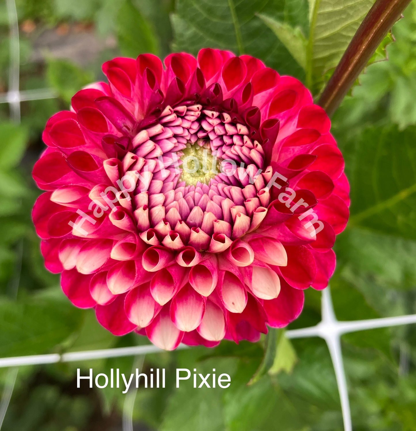 Hollyhill Pixie