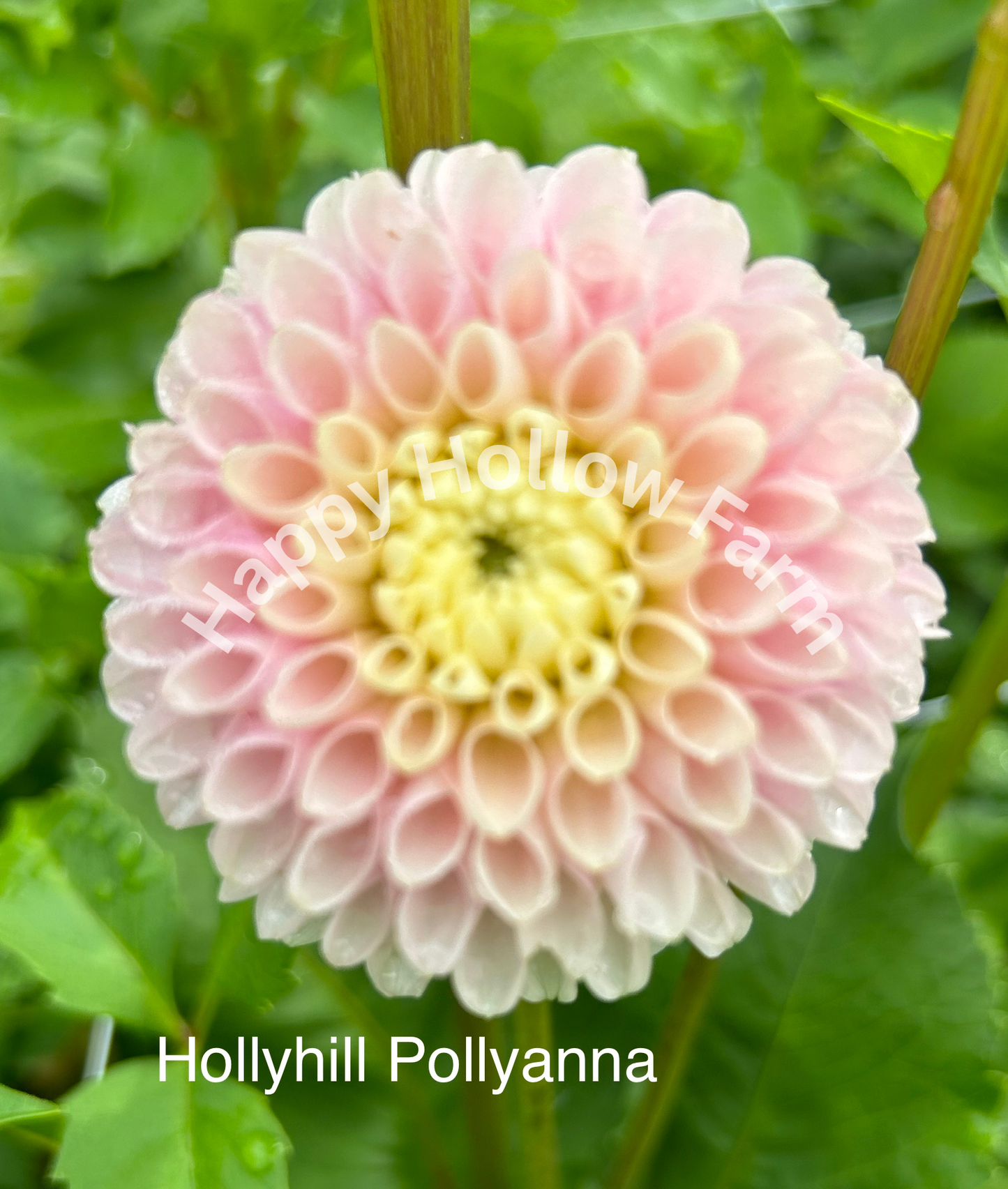 Hollyhill Pollyanna