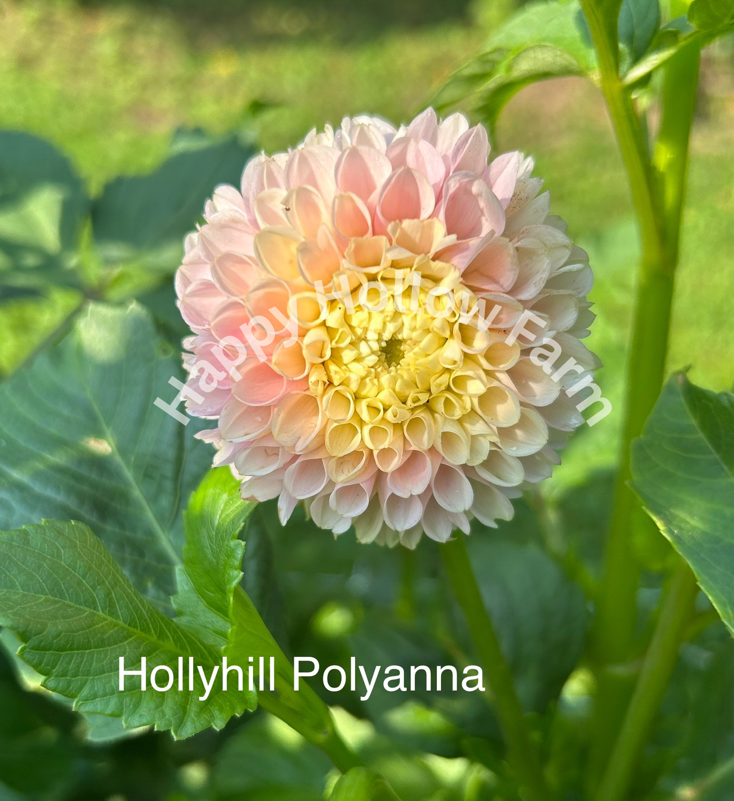 Hollyhill Pollyanna