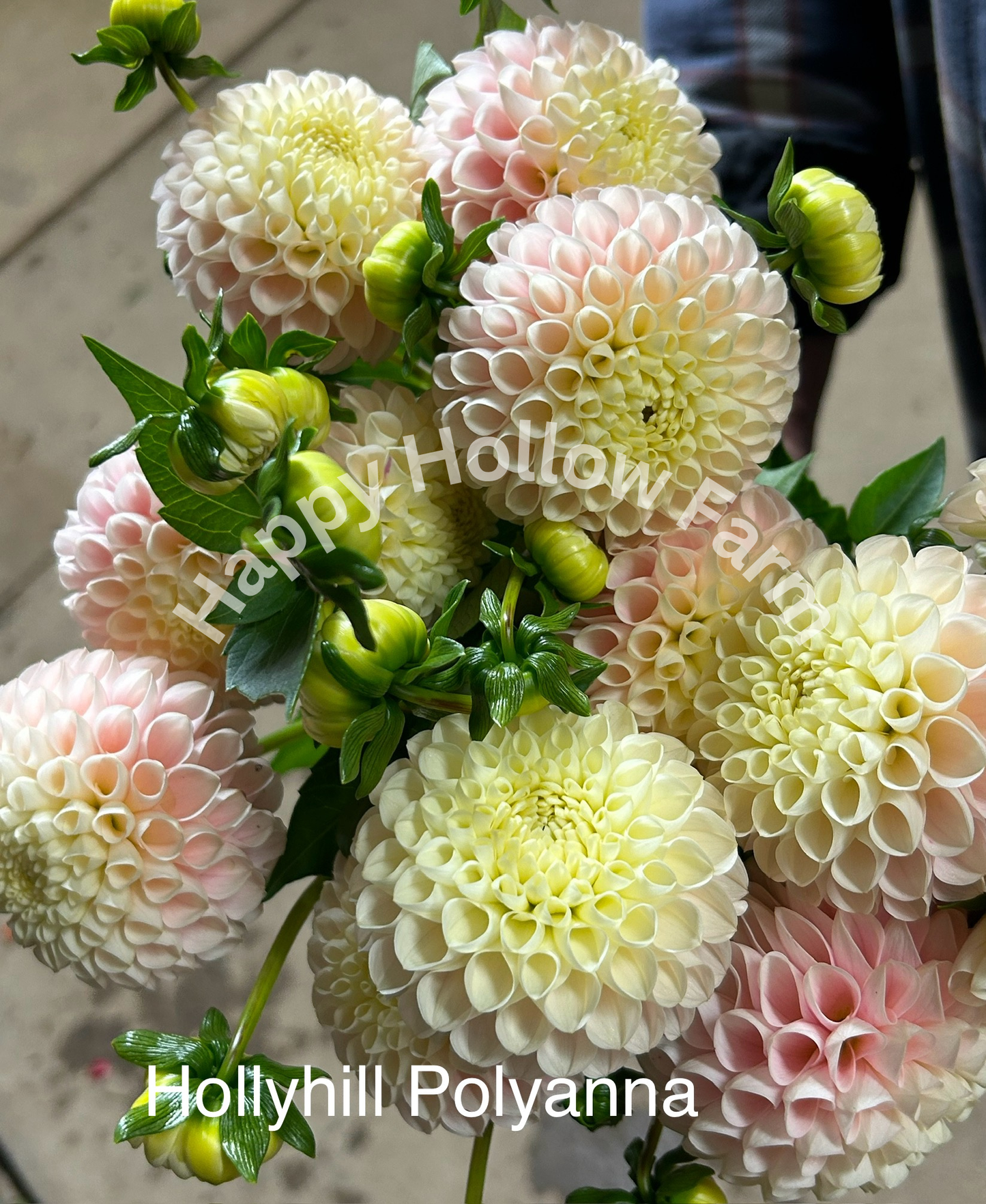 Hollyhill Pollyanna