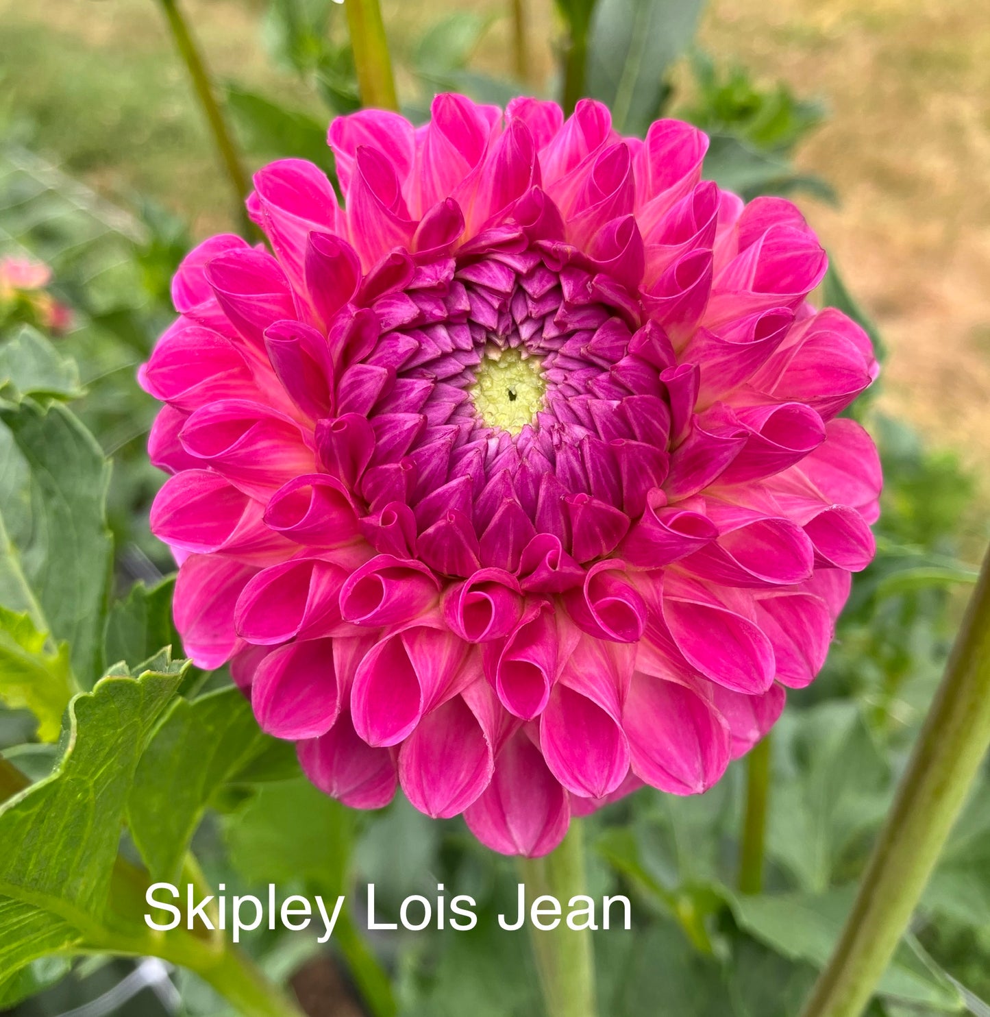 Skipley Lois Jean