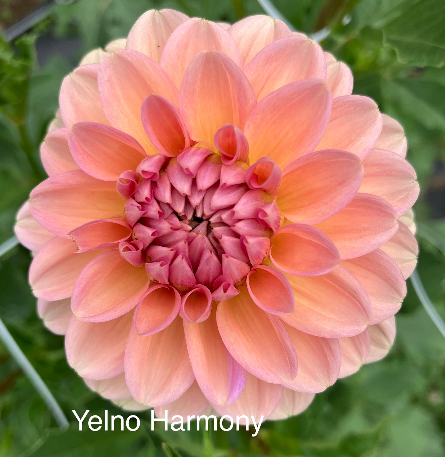 Yelno Harmony