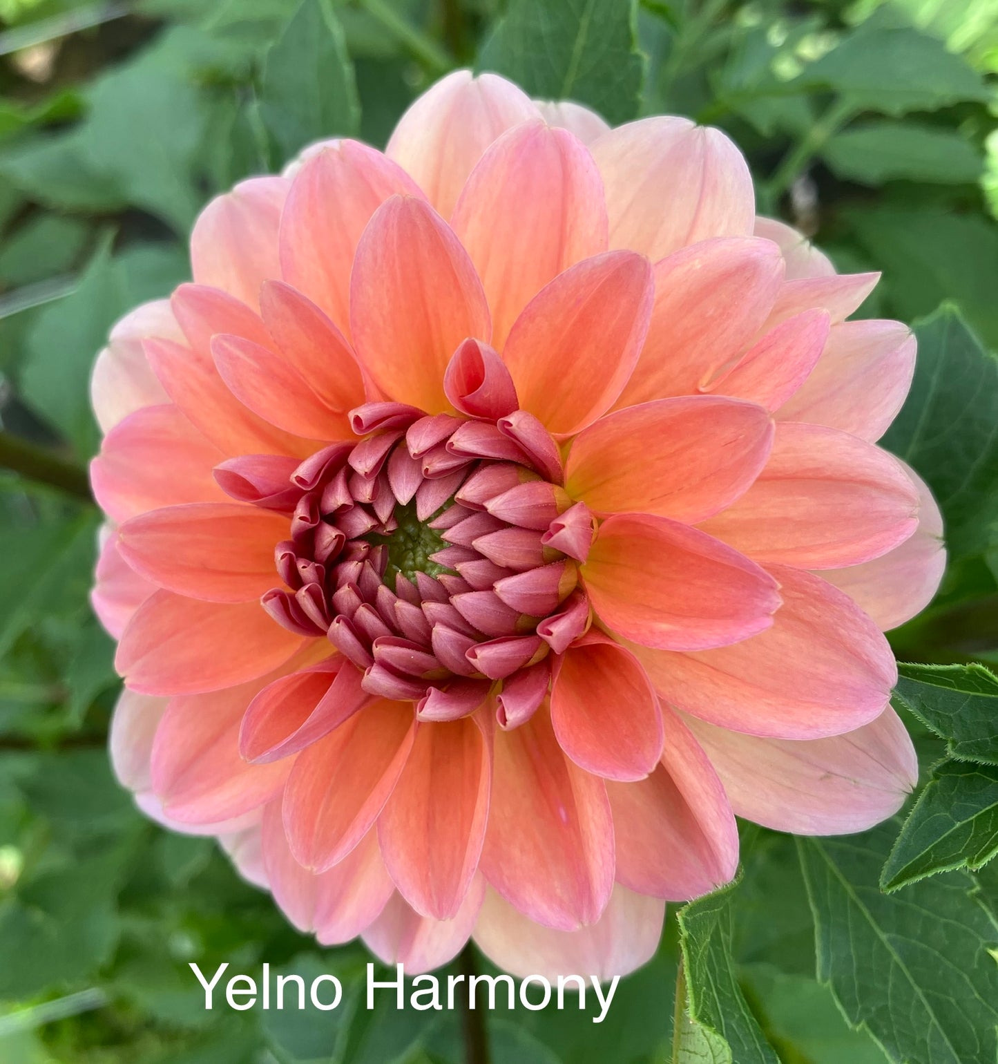 Yelno Harmony